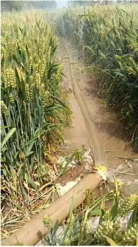 河南干旱部分农户提前割麦，农业部门：将救灾资金用于灌溉打井  第2张