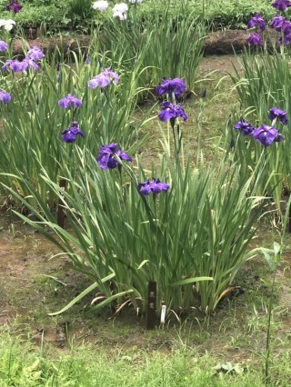 花开之处，便是故地